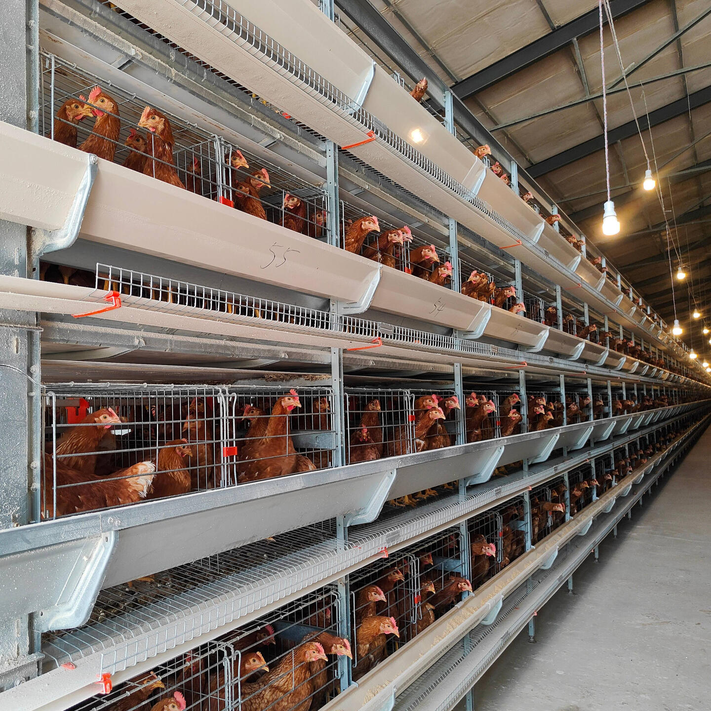 H TYPE CHICKEN CAGE The H Type Chicken Cage is an advanced, high-density poultry farming system designed to maximize efficiency in egg production and space utilization. It features a vertical structure, allowing multiple tiers of cages to be stacked on top of each other, whic